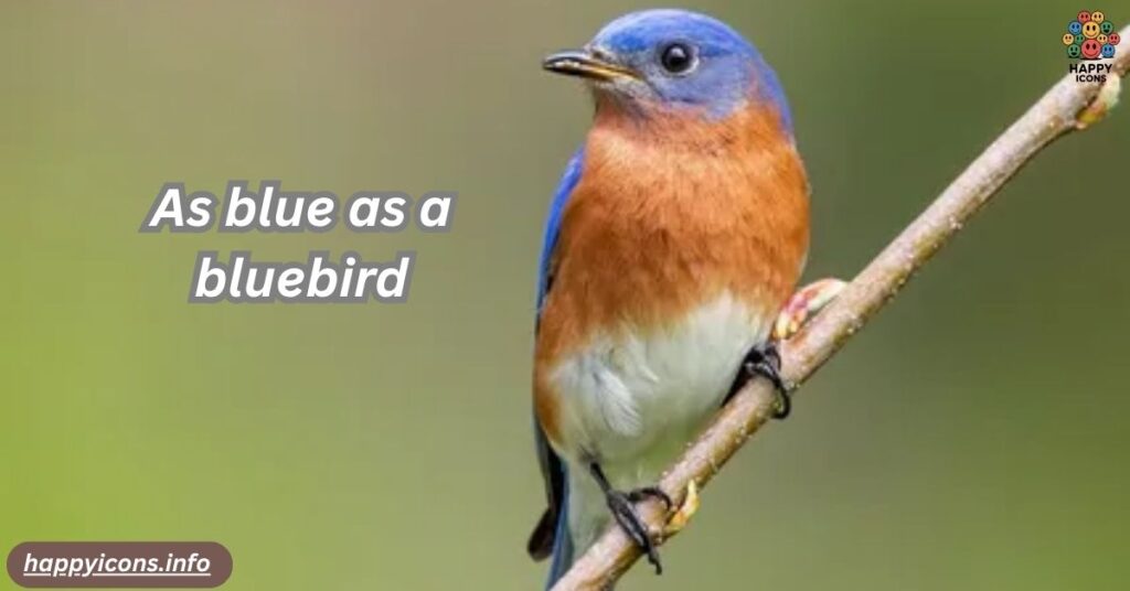 As blue as a bluebird