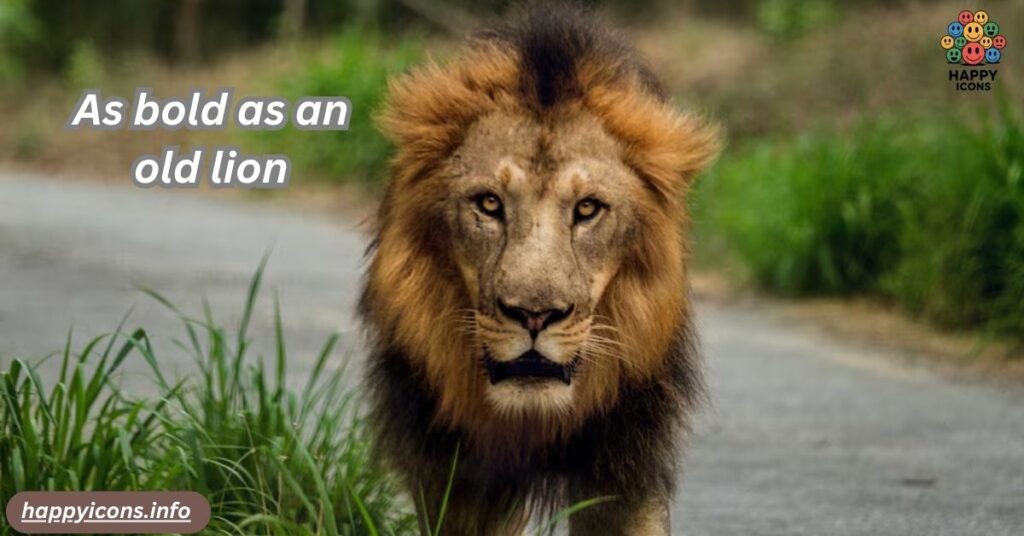 As bold as an old lion