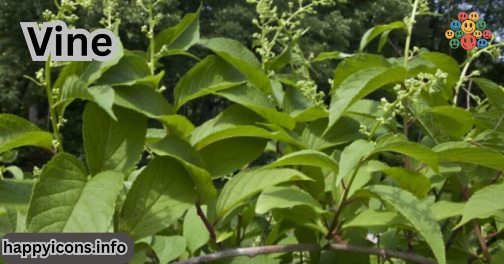 vine