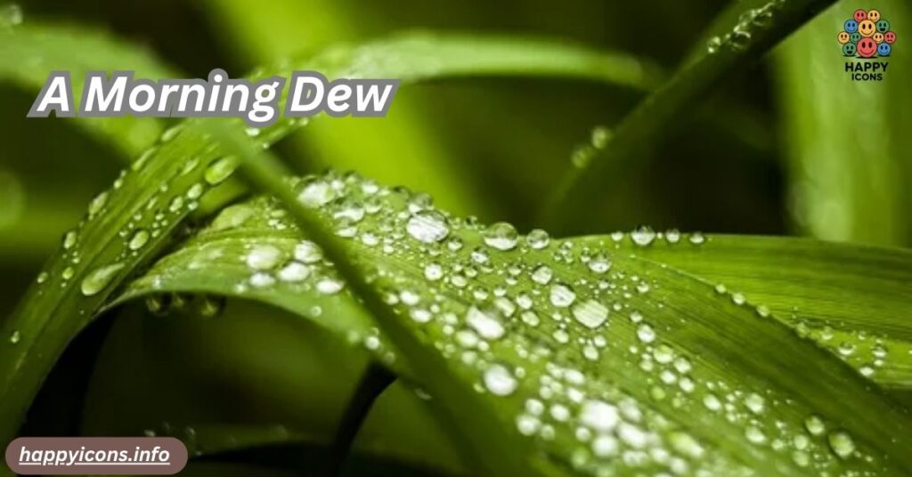 A Morning Dew