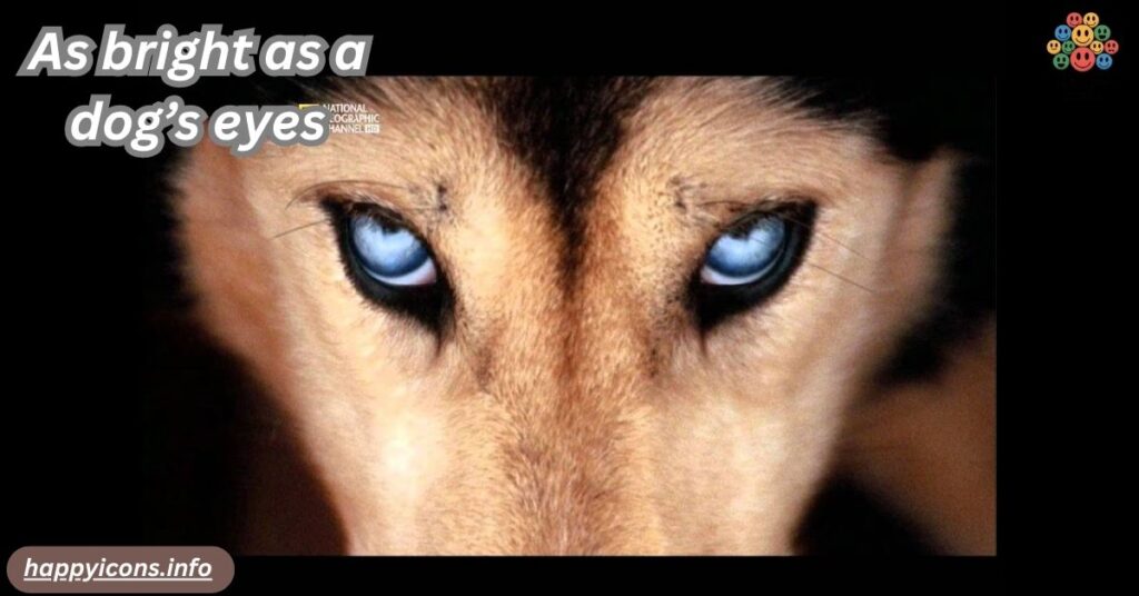 As bright as a dog’s eyes