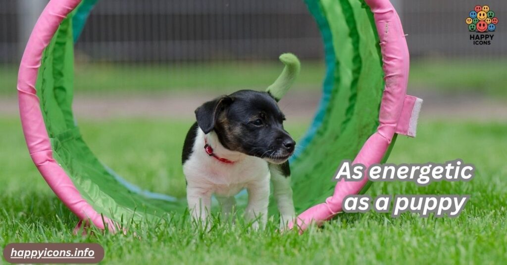 As energetic as a puppy