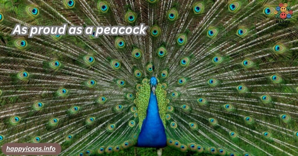 As proud as a peacock