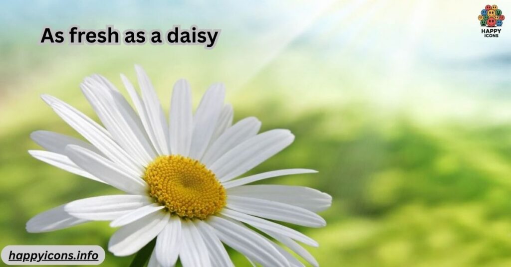 As fresh as a daisy
