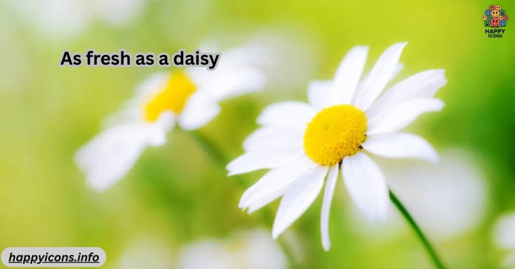As fresh as a daisy