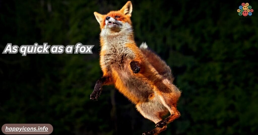 As quick as a fox